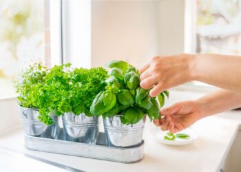 How To Wash Fresh Herbs To Remove Dirt and Pesticides, According to an Expert