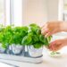 How To Wash Fresh Herbs To Remove Dirt and Pesticides, According to an Expert